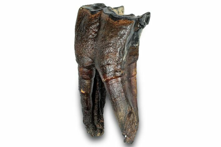 Fossil Woolly Rhino (Coelodonta) Tooth - Siberia #303349